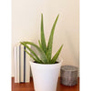 6 In. Aloe Vera Plant in Deco Pot