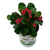 2.5 Qt. Crown of Thorns Plant Red Flowers in 6.33 In. Grower'S Pot (2-Plants)