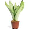Silver Snake Plant-Live Plant in a 4 In. Growers Pot-Sansevieria Trifasciata 'Moonshine'-Indoor Houseplants