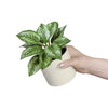 6.5" Artificial Purple Leaf Plant in Cream Pot