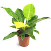 Philodendron Moonlight-Live Plant in a 4 In. Growers Pot-Philodendron 'Moonlight'-Air Purifying Houseplant