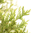 Thuja Green Giant Live Plant, in 3 Gal. Grower'S Pot, Includes Care Guide