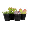 Element by  Multicolor Succulent, Live Indoor House Plants with Grower Pots , 2.5 Inch , Pack of 4 (Assorted)