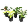Philodendron Houseplnts | 4 Esy Cre Plnts | 4.25In Pots; Indirect Sun | Element by