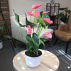 Pink Flamingo Flower Anthurium (Approx. 17-19 In. Tall), 6 In. White Pot, Easy Live Indoor Plant Gifts for Plant Lovers