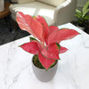 Aglaonema China Red Chinese Evergreen Live House Plant with 4.25 In. Decorative Ceramic Pot