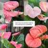 Pink Flamingo Flower Anthurium (Approx. 17-19 In. Tall), 6 In. White Pot, Easy Live Indoor Plant Gifts for Plant Lovers