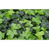 Green English Ivy Hanging Basket Live Plant in 4 In. Hanging Pot Hedera Helix Beautiful Easy Care Indoor