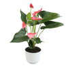 Pink Flamingo Flower Anthurium (Approx. 17-19 In. Tall), 6 In. White Pot, Easy Live Indoor Plant Gifts for Plant Lovers