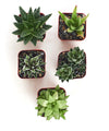 5 Different Aloe Plants Easy to Grow and Hard to Kill in 2" Pots