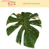 1.5 Gal. Thai Constellation (Monstera Deliciosa) Live Indoor Plant in 9.25 In. Designer Deco Pot