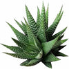 5 Different Aloe Plants Easy to Grow and Hard to Kill in 2" Pots