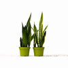 6-SNAKE-VARIETY-2PK 12-18 In. Tall 2 Snake Sansevieria Plant Variety Pack in 6 In. Pot