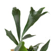 Staghorn Fern Hanging Basket Live Plant in 4 In. Hanging Pot Platycerium Bifurcatum Extremely Rare