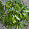 Schefflera Amate Umbrella Plant in 9.25 Inch Grower Pot