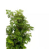 6 In. Aralia Ming Plant in Grower Pot