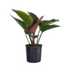 Red Congo Live Philodendron Tatei Indoor Plant in 9.25 Inch Grower Pot