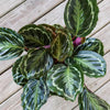 Calathea Medallion Live Prayer Plant in 9.25 Inch Grower Pot