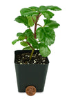 Plectranthus Australis Swedish Ivy Live Plant in Pot
