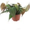 Philodendron Micans-Live Plant in a 4 In. Growers Pot-Philodendron 'Micans'-Houseplant from Florida