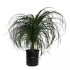 Ponytail Palm Live Indoor Plant in Growers Pot Avg Shipping Height 2 Ft. to 3 Ft. Tall
