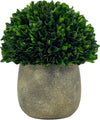 Preserved Natural Boxwood Ball in Grey Cement-Look Resin Pot Plant and Table Centerpiece Stunning Greenery and Plant Decor for Home - Grey & White Pot 9.5” Tall