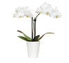 Just Add Ice 6-10" White and Yellow Mini Orchid Live Plant in 2.5" White Ceramic Pot, House Plant