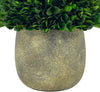 Preserved Natural Boxwood Ball in Grey Cement-Look Resin Pot Plant and Table Centerpiece Stunning Greenery and Plant Decor for Home - Grey & White Pot 9.5” Tall