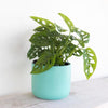 Monstera Adansonii Swiss Cheese Vine Live Plant in 6 Inch Grower Pot