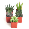 5 Different Aloe Plants Easy to Grow and Hard to Kill in 2" Pots
