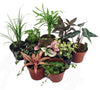 Terrarium & Fairy Garden Plants - 10 Plants in 2" Pots