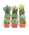 2" Assorted Succulent Live Plants in 2" Square Pots (12 Count)