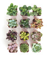 2" Assorted Succulent Live Plants in 2" Square Pots (12 Count)