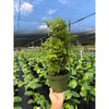 6 In. Aralia Ming Plant in Grower Pot