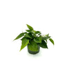6 In. Philodendron Cordatum Plant in Grower Pot