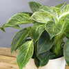Philodendron Birkin Variegated Houseplant in 6 In. White Decorative Plant Pot Gift