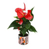6 In. Red Anthurium Live House Plant in Multi-Colored Ceramic Pot