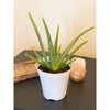 6 In. Aloe Vera Plant in Deco Pot