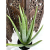 6 In. Aloe Vera Plant in Deco Pot