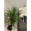 10 In. Dracaena Marginata Plant in Deco Pot