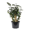 8 In. Aralia Fabian Stump Live House Plant in Pot