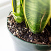 6 In. Snake Plant Pot (2-Pack)