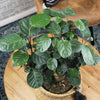 8 In. Aralia Fabian Stump Live House Plant in Pot