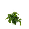 6 In. Philodendron Cordatum Plant in Grower Pot