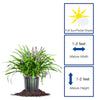 Purple Royal Purple Liriope Plant in 1 -Gallon Pot 1.0 -Pack