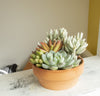Live Succulent Garden Plant Gift, Drought Tolerant Succulents in 5" Clay Pot