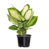 Camille Dieffenbachia Live Plant in 6 Inch Grower Pot