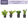 Classic House Plants (4PK) - Live Plants - Air Purifying Easy Plant Pack - 4.25 in Pots - Element by