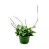 6 In. Hoya Black Margin Plant in Grower Pot