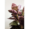 2 In. Purple Waffle Plant - Live Starter Plant - Hemigraphis Alternata - Rare and Elegant Indoor Houseplant in Pot